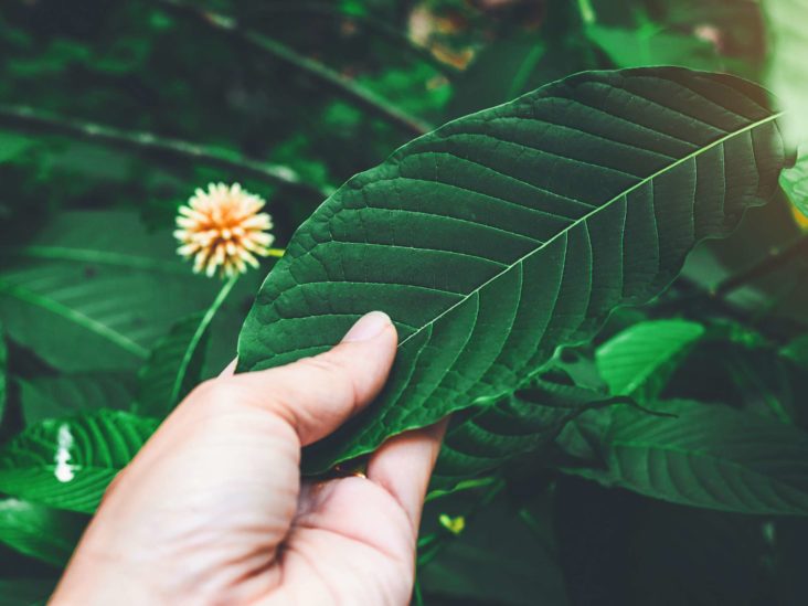 What are the Concerns Around Kratom?