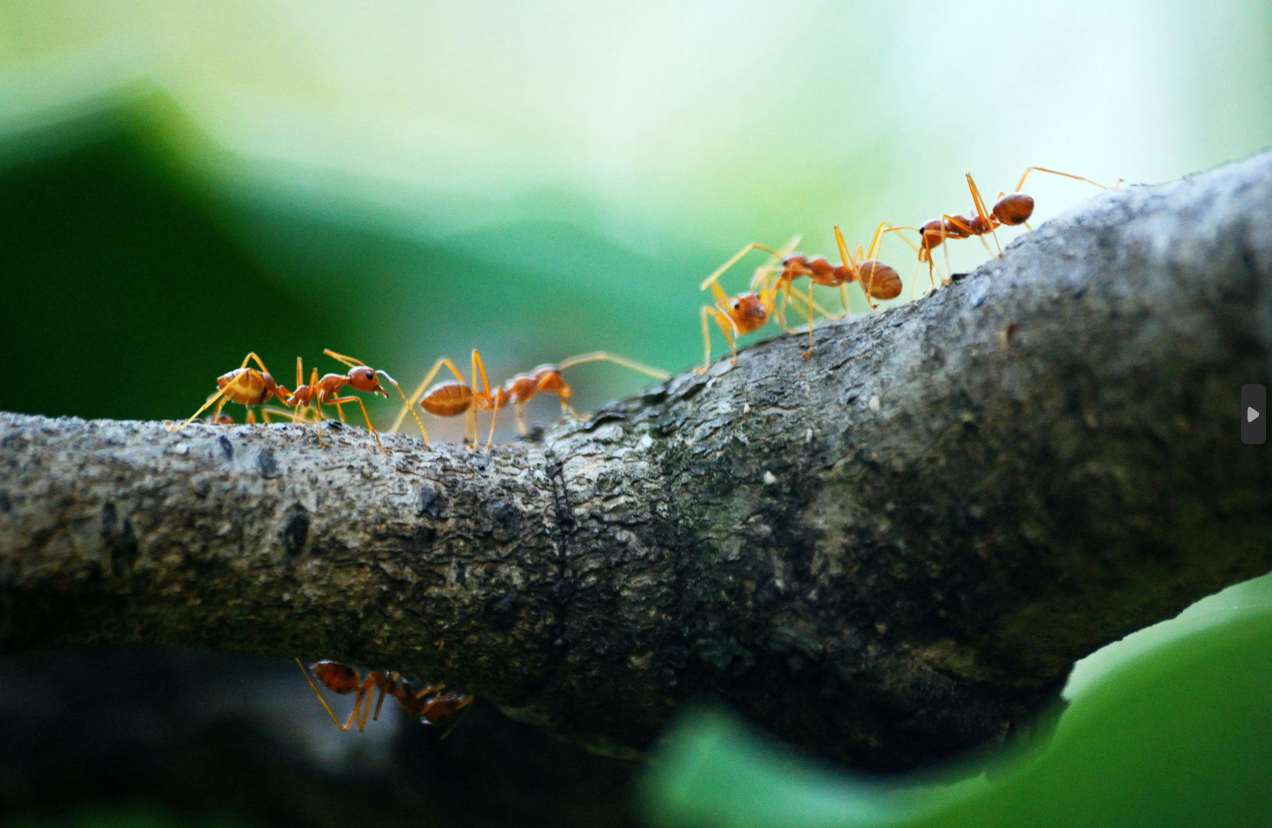Why Ants Love Commercial Spaces and How to Deal with Them