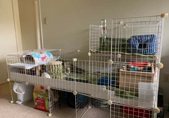 Effective Indoor Guinea Pig Cages for Small Living Space