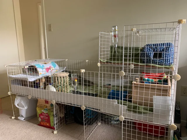 Effective Indoor Guinea Pig Cages for Small Living Space