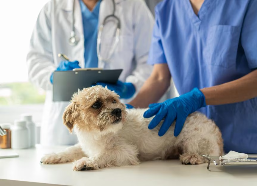 Modern Veterinary Diagnostics: How Advanced Procedures Improve Pet Health